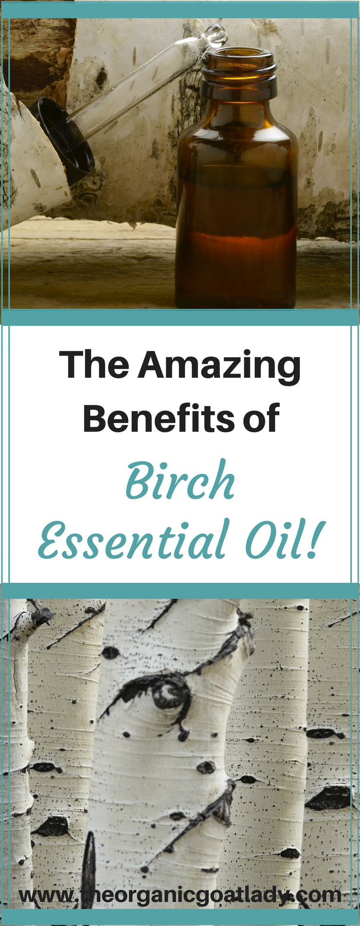 The Amazing Benefits of Birch Essential Oil!
