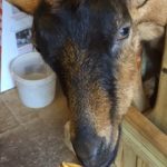 The Easiest Way to Copper Bolus Your Goats and Why You NEED To!