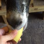 The Easiest Way to Copper Bolus Your Goats and Why You NEED To!