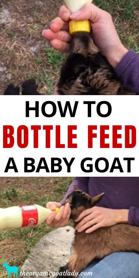 VIDEO-Bottle Feeding Goats - The Organic Goat Lady