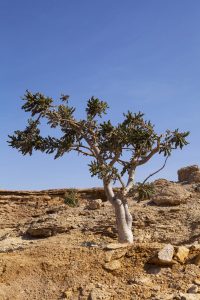 Frankincense Tree