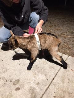 How To Care For Your Newborn Goat