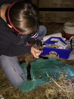 How To Care For Your Newborn Goats