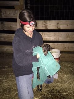 How To Care For Newborn Goats