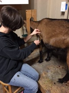 Goat Care