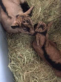 How To Care For Newborn Goats!