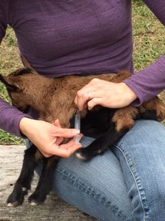 How To Care For New Born Goats!