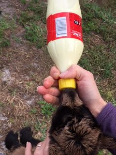 How To Bottlefeed A Baby Goat!