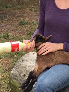 How To Bottlefeed A Baby Goat!