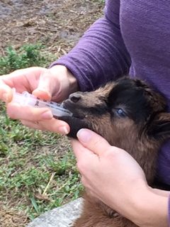 How To Care For Newborn Goats