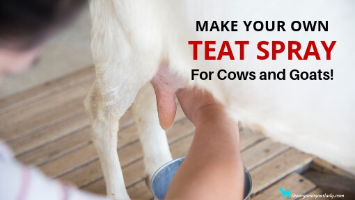 Make Your Own Essential Oil Teat Spray For Goats and Cows!
