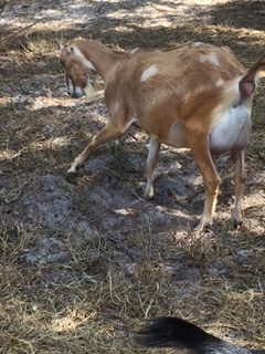 10 Signs That Your Goat Might Be In Labor!