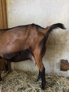 10 Signs That Your Goat Might Be In Labor!