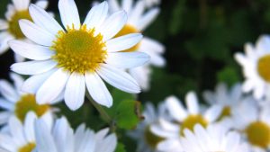 Roman Chamomile