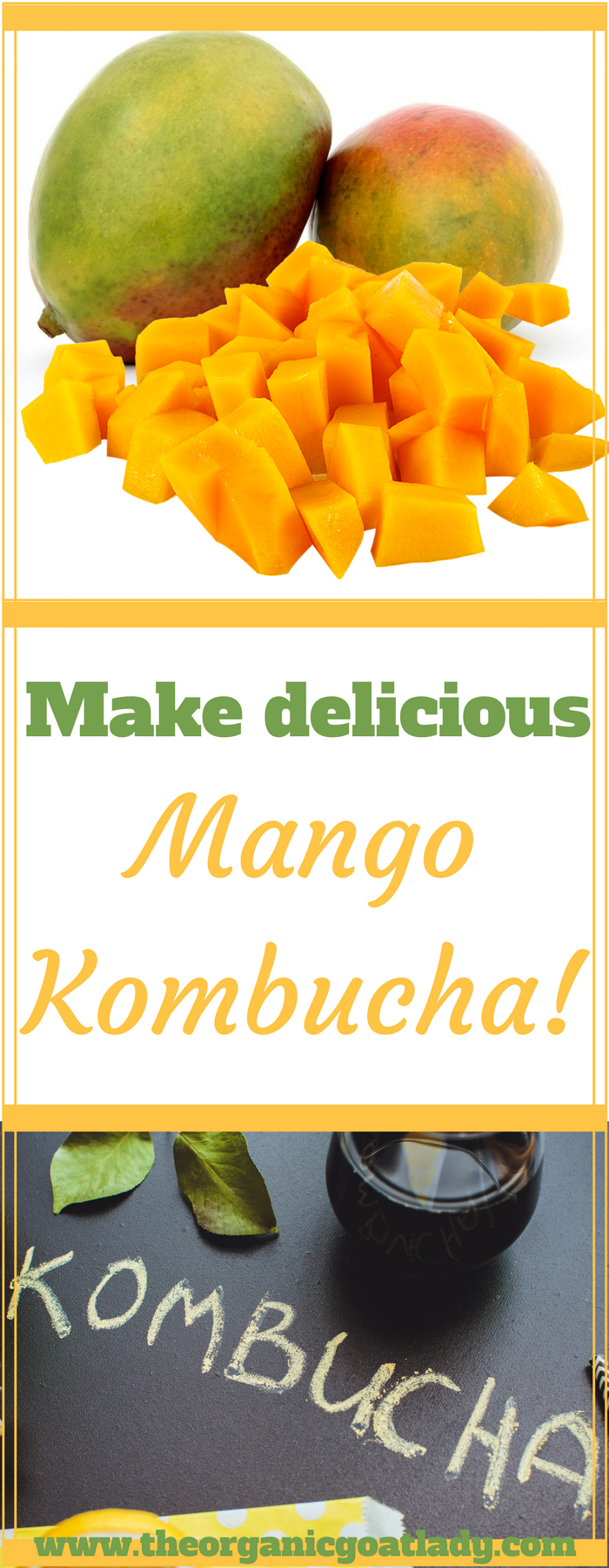 Mango Kombucha!