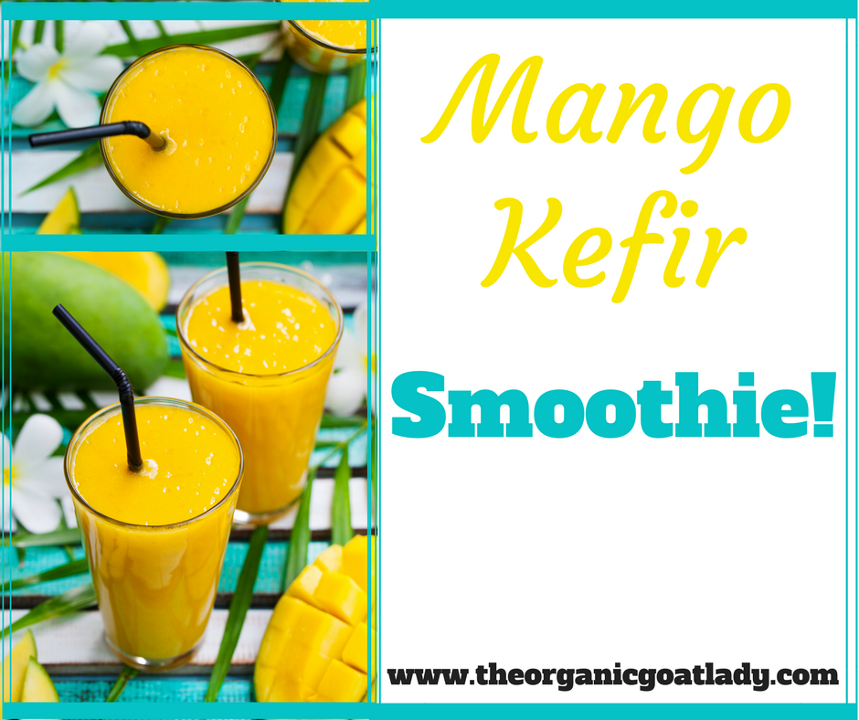 Mango Kefir Smoothie!