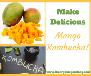 Mango Kombucha!