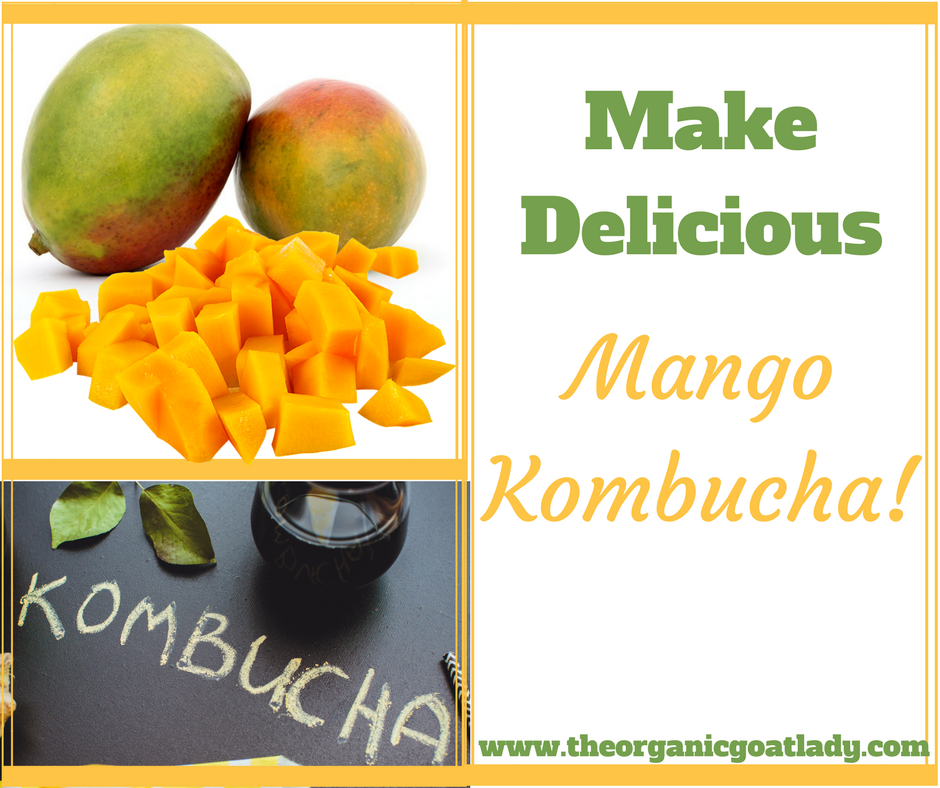 Mango Kombucha Recipe!