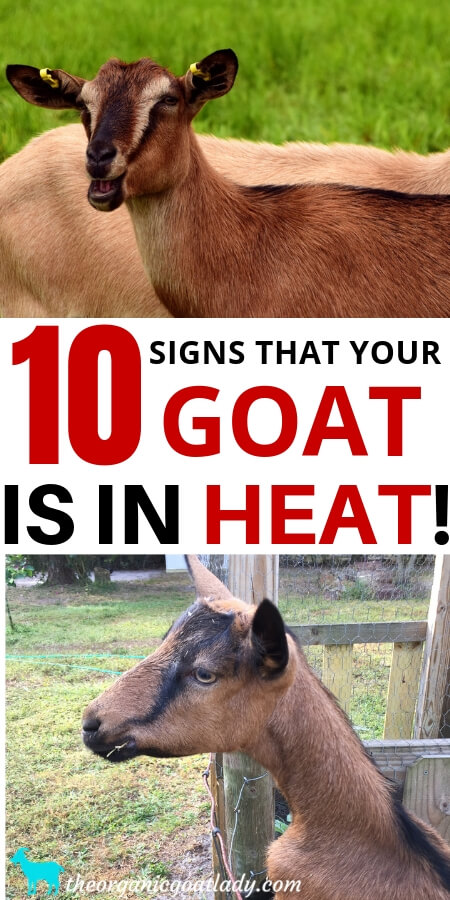 How To Tell If Your Goat Is In Heat 10 Signs The Organic Goat Lady