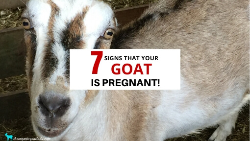 How To Tell If A Goat Is Pregnant – 7 Signs