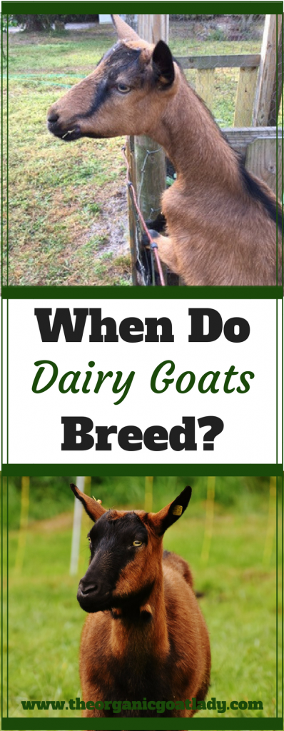 Goat Breeding Season - The Organic Goat Lady