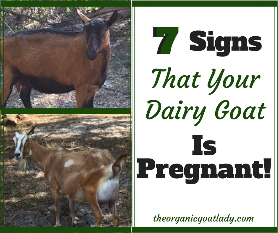 How To Tell If A Goat Is Pregnant 7 Signs The Organic Goat Lady 9817