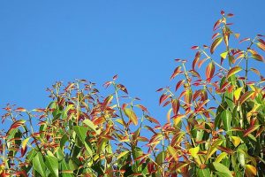 Cinnamon Leaf