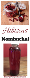 Hibiscus Kombucha