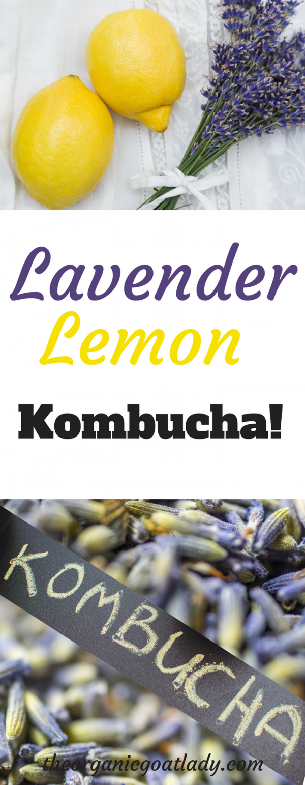 Lemon Lavender Kombucha Recipe! The Organic Goat Lady