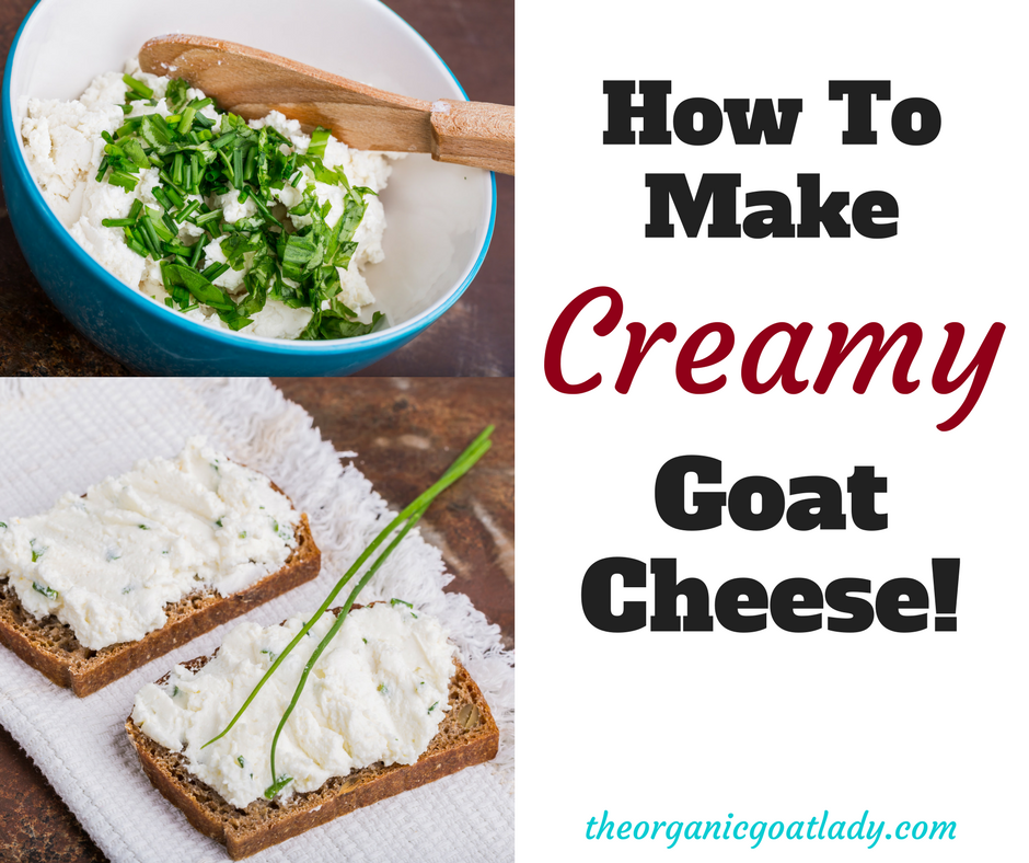 How To Make Creamy Goat Cheese! The Organic Goat Lady