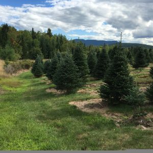 Balsam Fir 