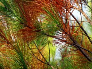 Pine Needle