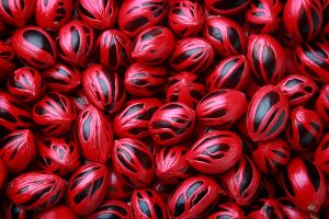 Fresh Colorful Nutmeg Seeds