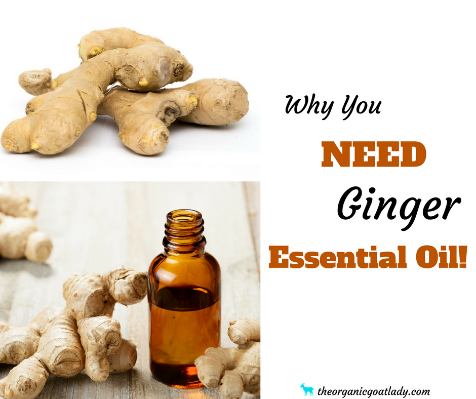 Why You Should Use Ginger Essential Oil!