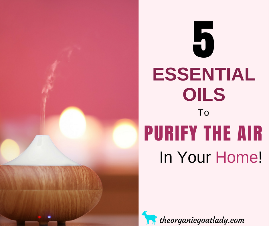 5 Essential Oils To Purify Air In Your Home! The Organic Goat Lady