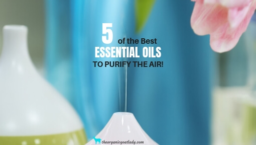 5 Essential Oils To Purify Air In Your Home!
