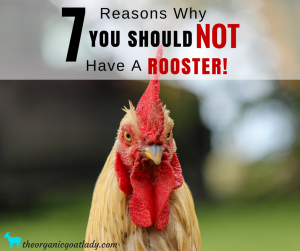 7 Reasons Why You Should NOT Have A Rooster