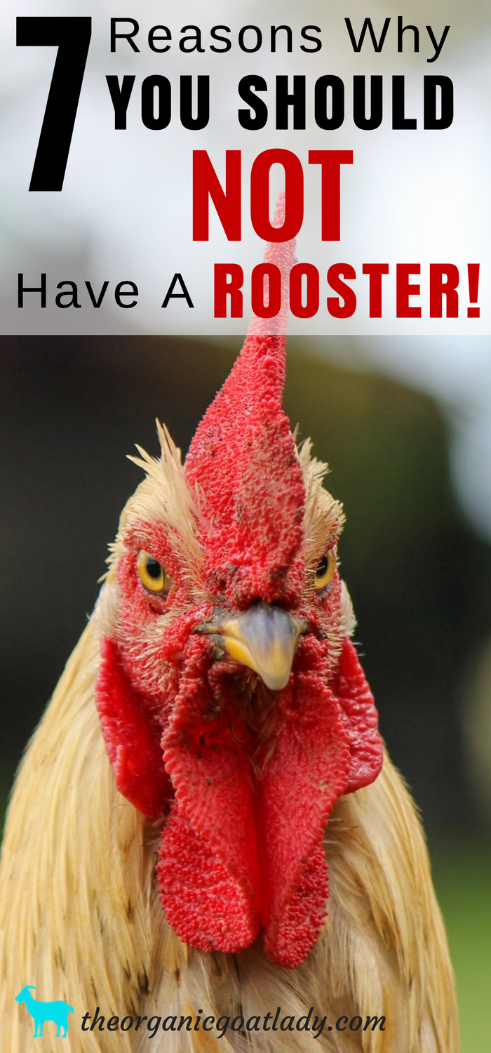 7 Reasons Why You Should Not Have A Rooster