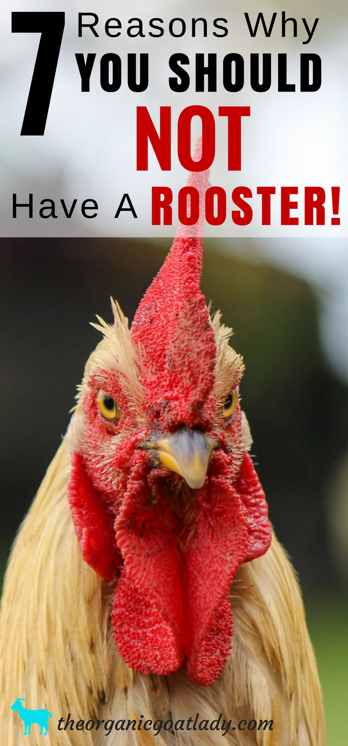 7 Reasons Why You Should NOT Have a Rooster! - The Organic Goat Lady