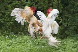 Fighting Roosters