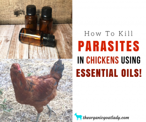 How To Kill Parasites In Chickens Using Essential Oils