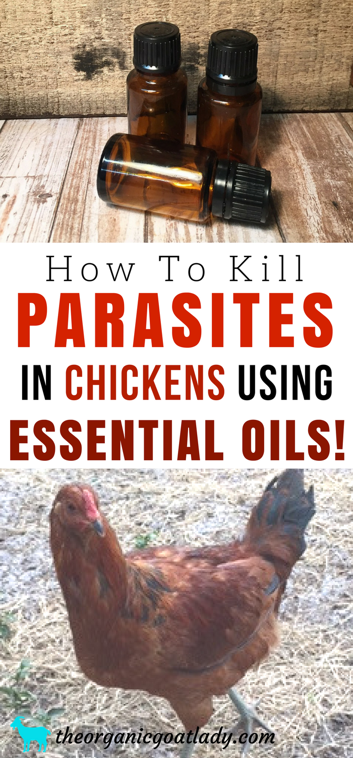 How To Kill Parasites In Chickens Using Essential Oils