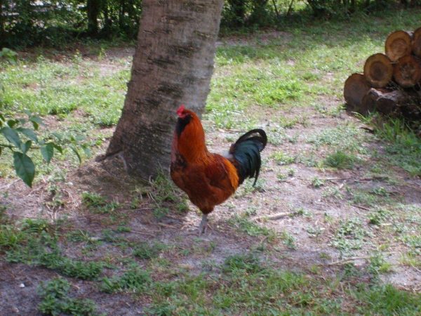 7 Reasons Why You Should NOT Have a Rooster! - The Organic Goat Lady