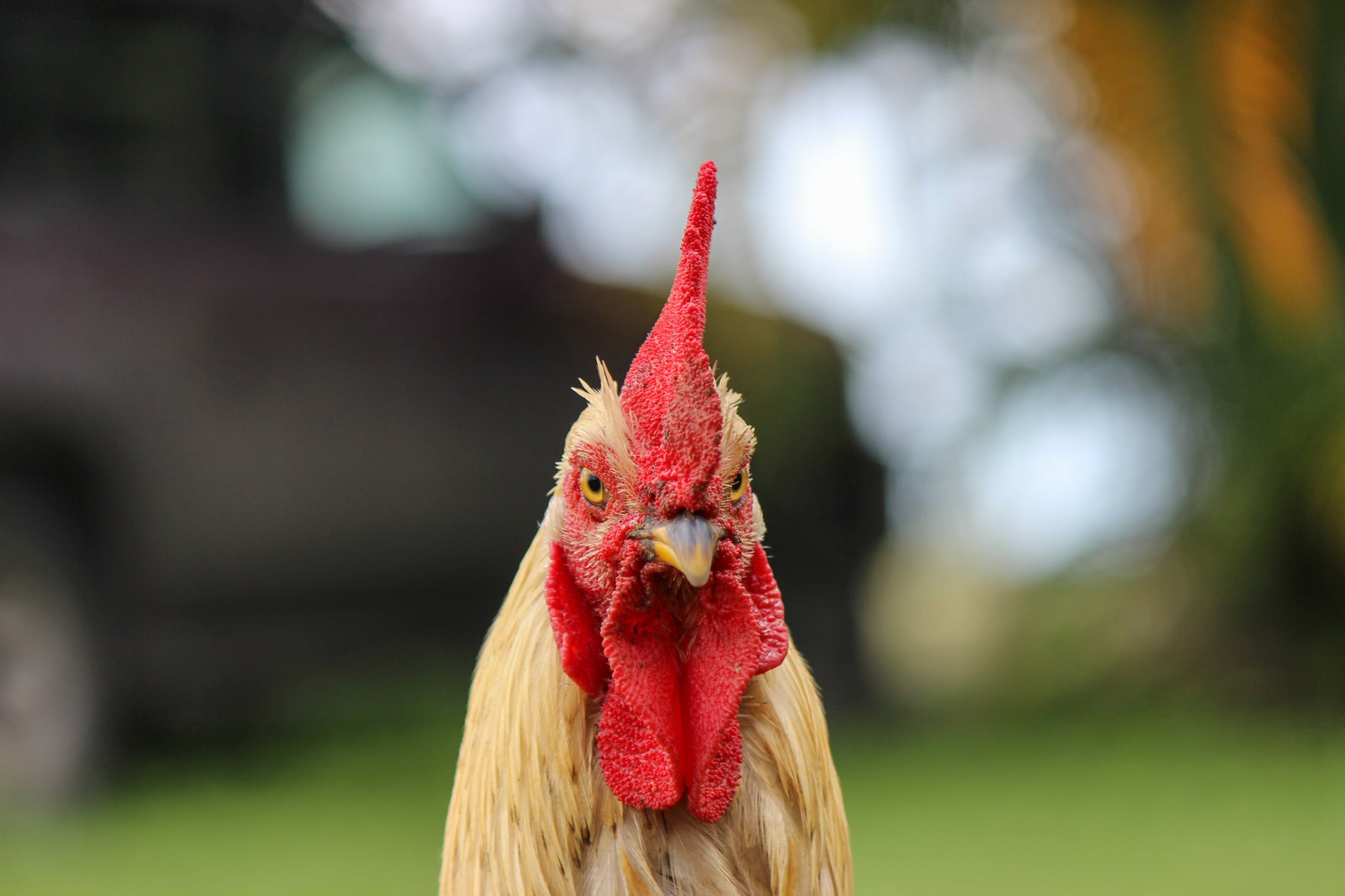 7-reasons-why-you-should-not-have-a-rooster-the-organic-goat-lady