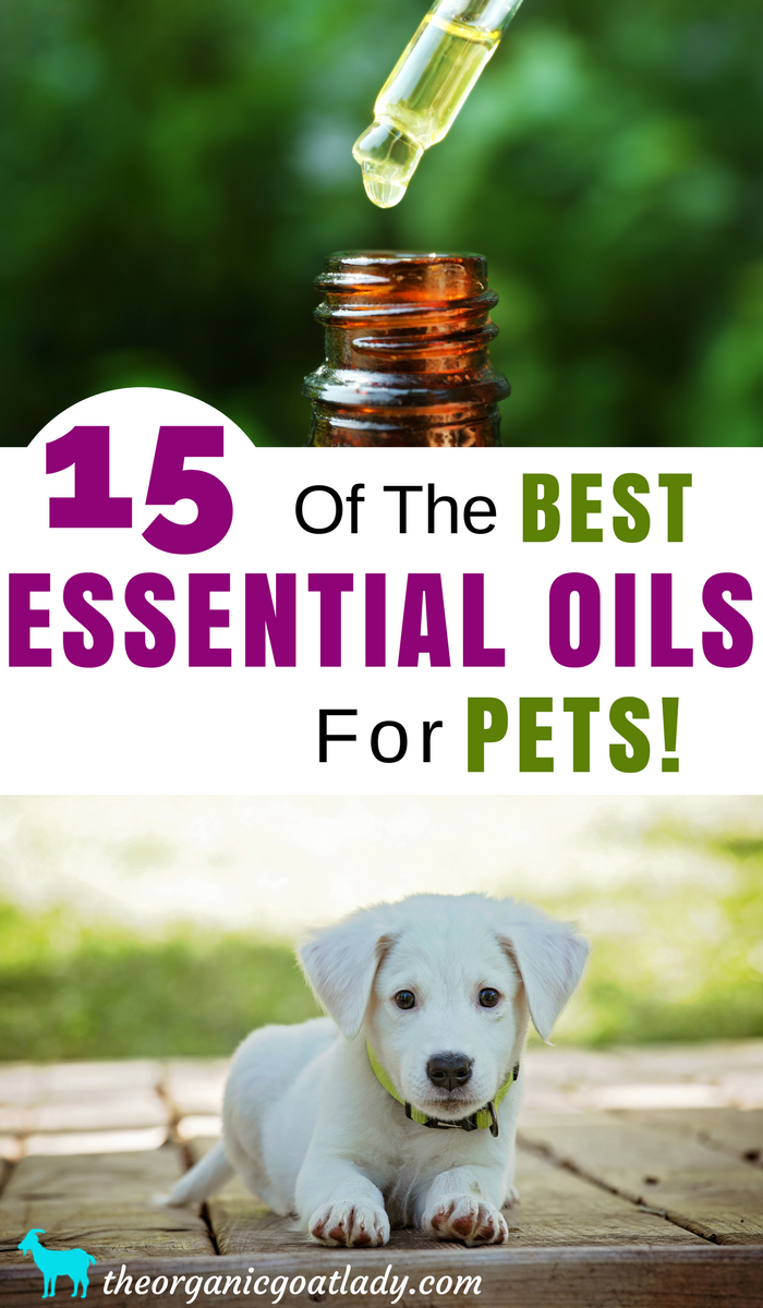 Essential oils for pets