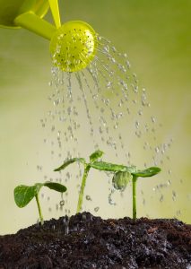 Watering Vegetable Garden