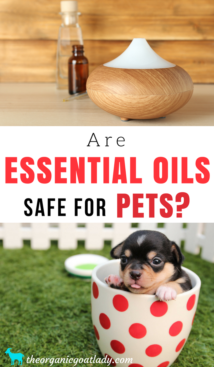 Are Essential Oils Safe For Pets? The Organic Goat Lady