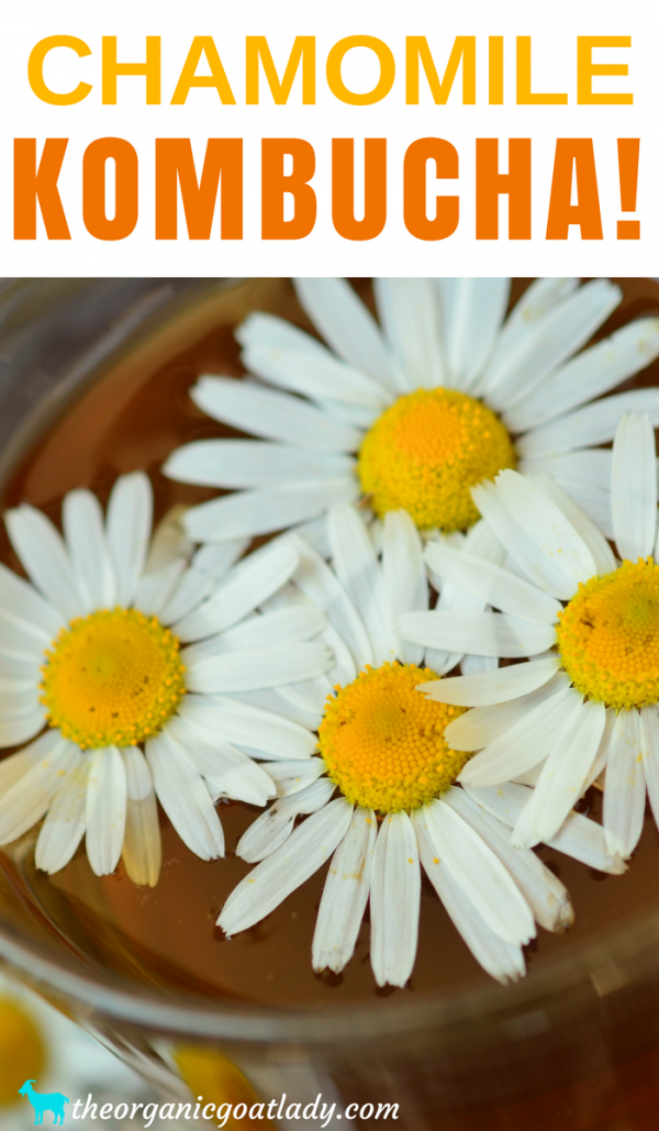 Chamomile Kombucha! The Organic Goat Lady