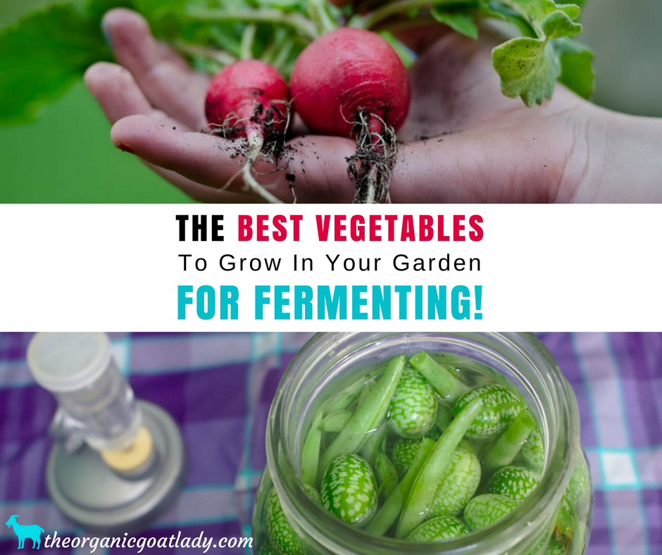 10 Fermented Foods To Grow In Your Vegetable Garden!