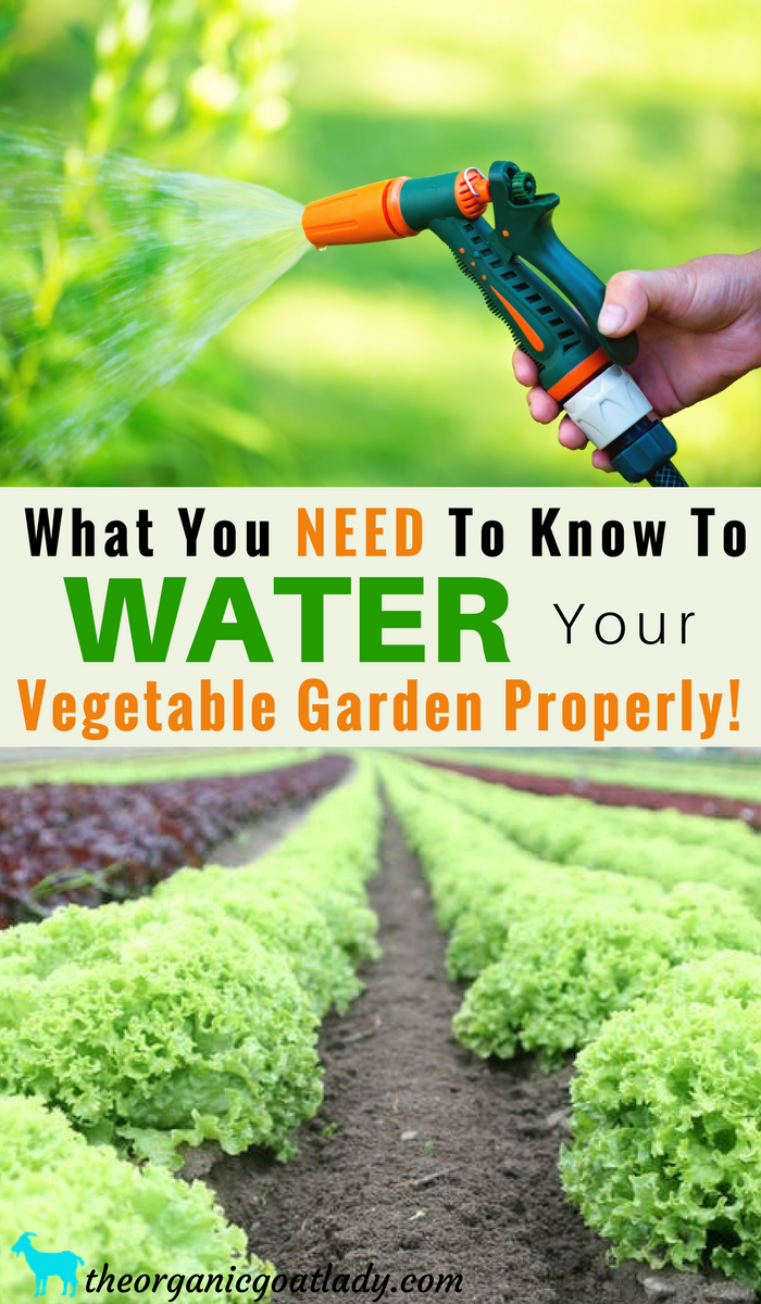 How Often You Need to Water Your Vegetable Garden